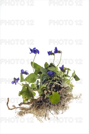 Wood violet