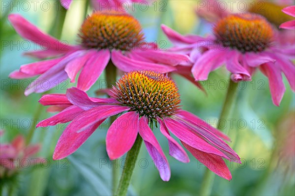 Purple Cone flower