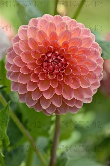 Decorative dahlia