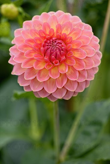 Decorative Dahlia