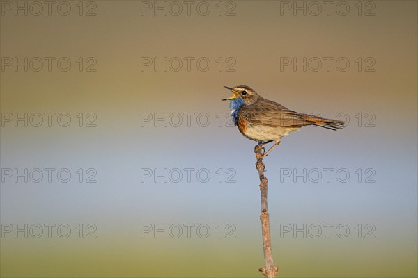 Bluethroat