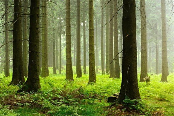 Atmospheric spruce forest in the early morning