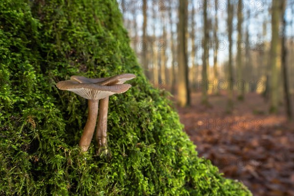 Goblet funnel cap