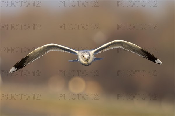 Black-headed gull