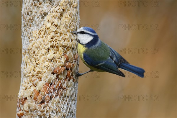 Blue tit