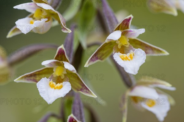 Marsh Helleborine