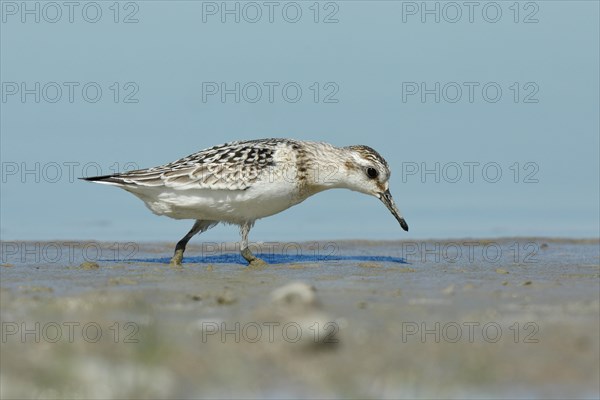 Sanderling