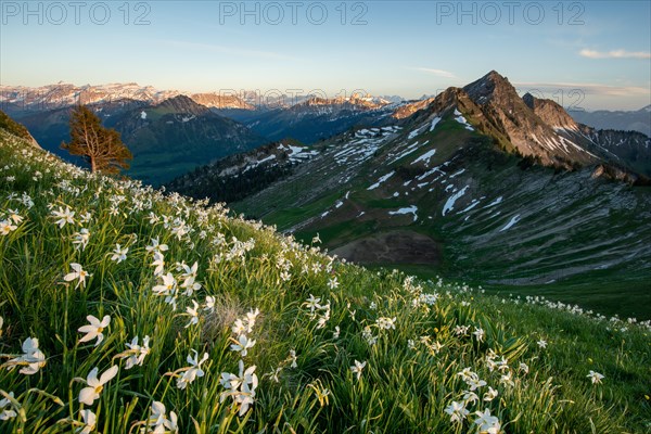 Meadow with white daffodils