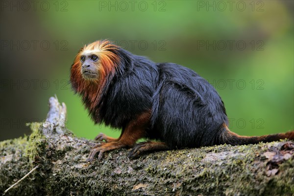 Golden-headed lion tamarin