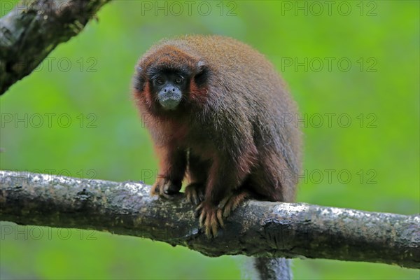 Red spring monkey