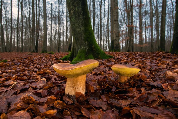 King bolete y