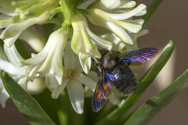 Carpenter Bee