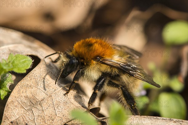 Common Carder-bee