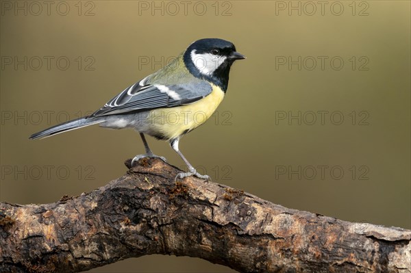 Great tit