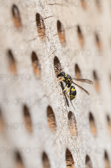 Wall clay wasp