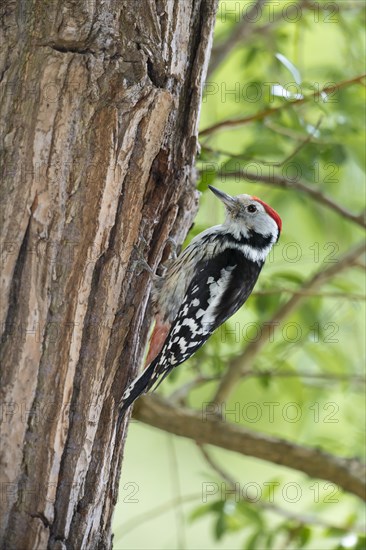 Middle spotted woodpecker