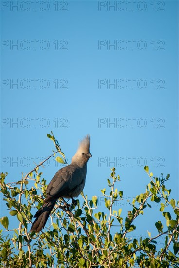 Grey Go-away-bird