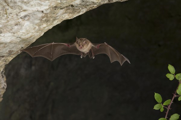 Greater horseshoe bat