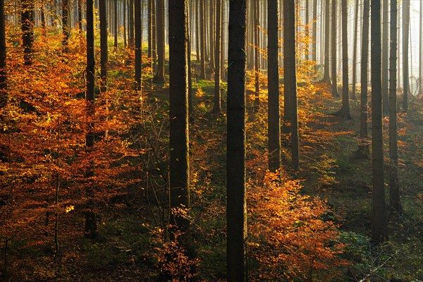 Sunny spruce forest with beginning regeneration by beech in autumn