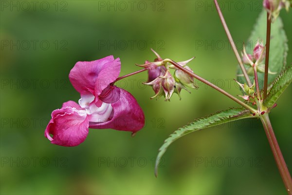 Himalayan balsam