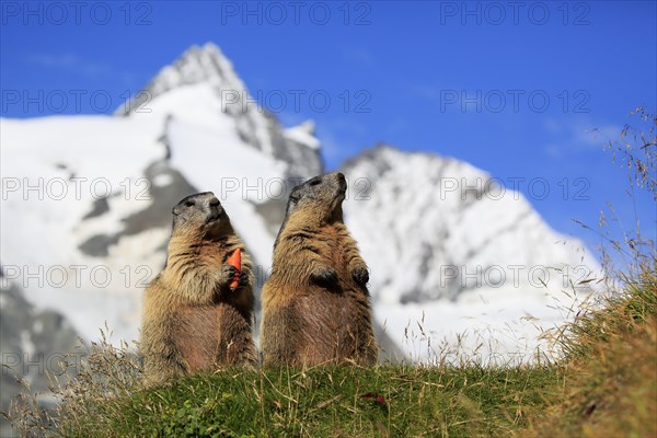 Alpine Marmot
