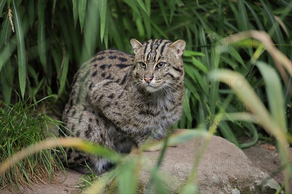 Fishing cat