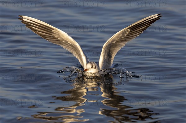 Black-headed gull