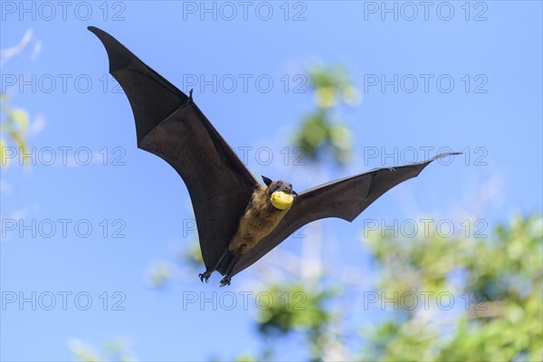 Megabat