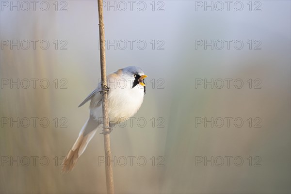 Bearded reedling