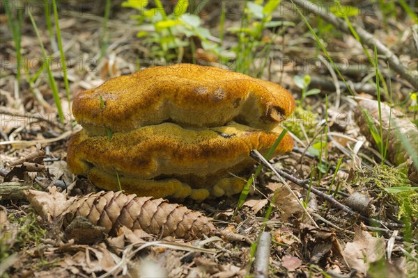 Velvet-top fungus