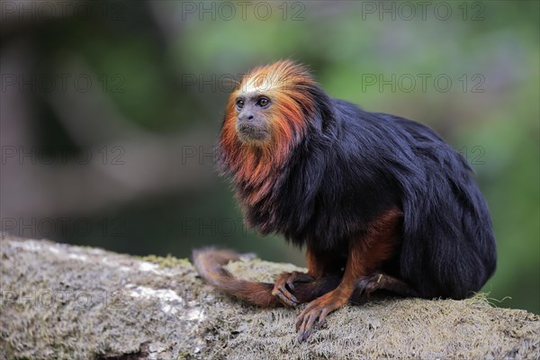 Golden-headed lion tamarin