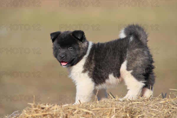 American Akita puppy