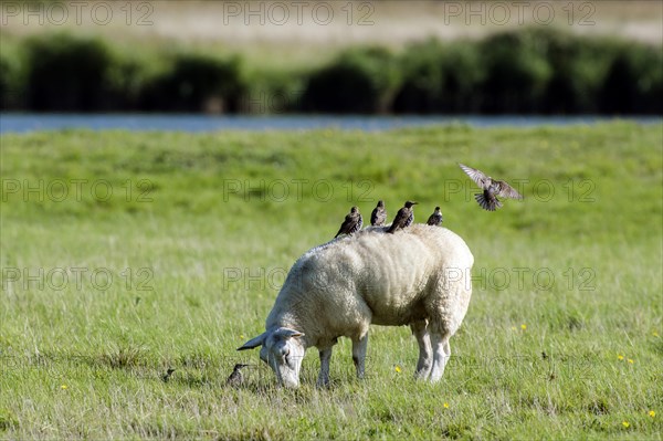 Domestic sheep