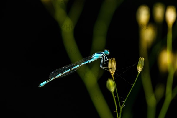 Common blue damselfly