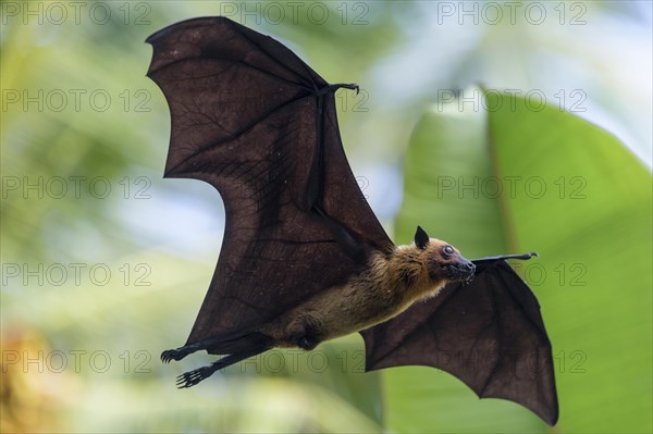 Indian Flying Fox