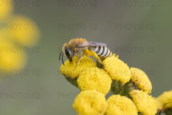 Colletes daviesanus