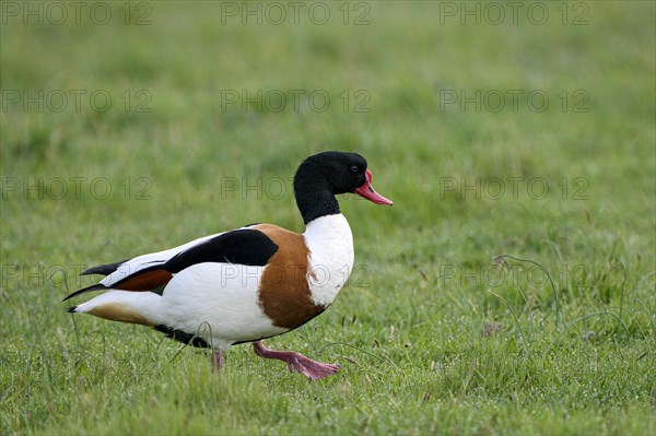 Common shelduck