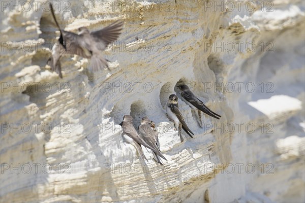 Sand Martin