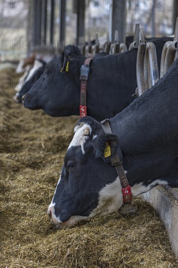 Holstein cows at the feeding fence in an open cowshed