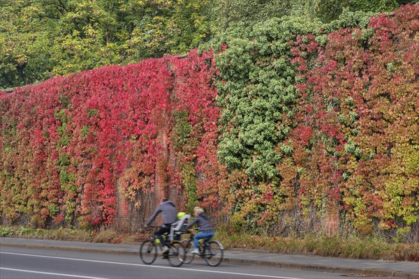 High wall overgrown with wild vine