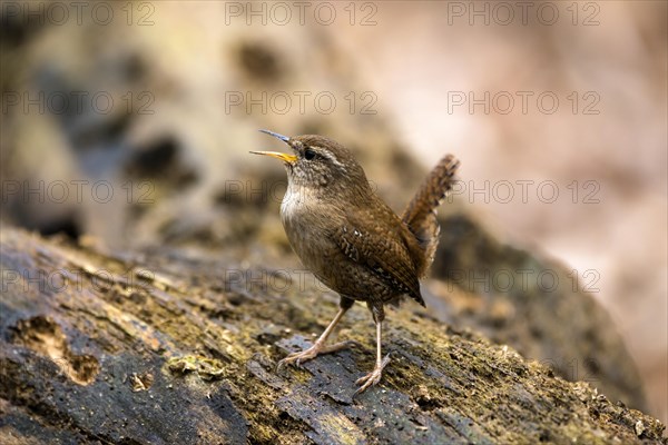 Eurasian wren