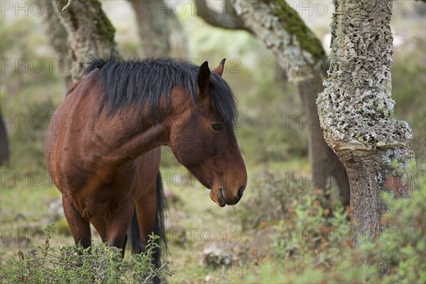 Giara horse