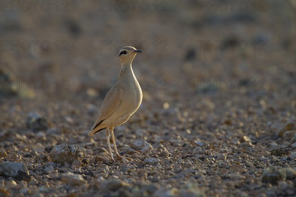 Racing bird