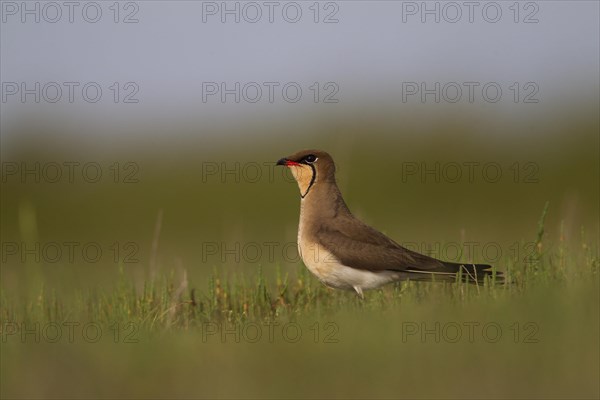 Collared pratincole