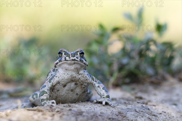 European green toad