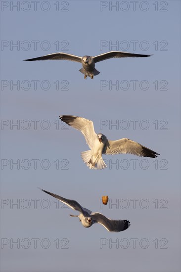 Black-headed gull