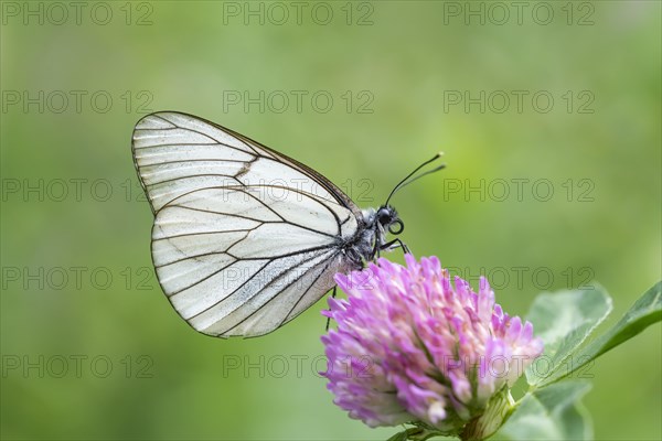 Black-veined white