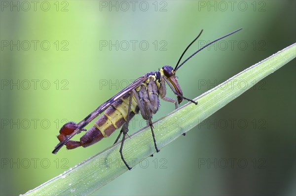 Common scorpionfly