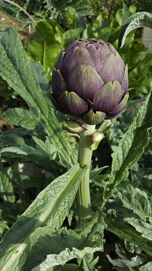 Close-up of artichoke