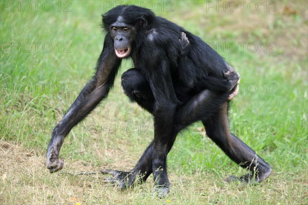 Bonobo